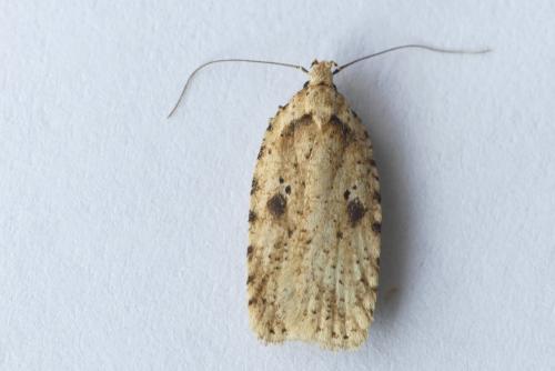 Agonopterix arenella